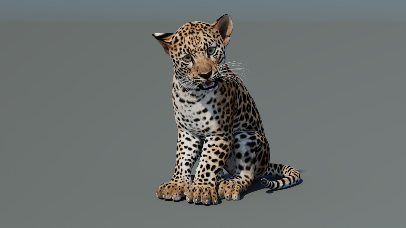 Animated Leopard Cub 3D Model - 360 Degree View