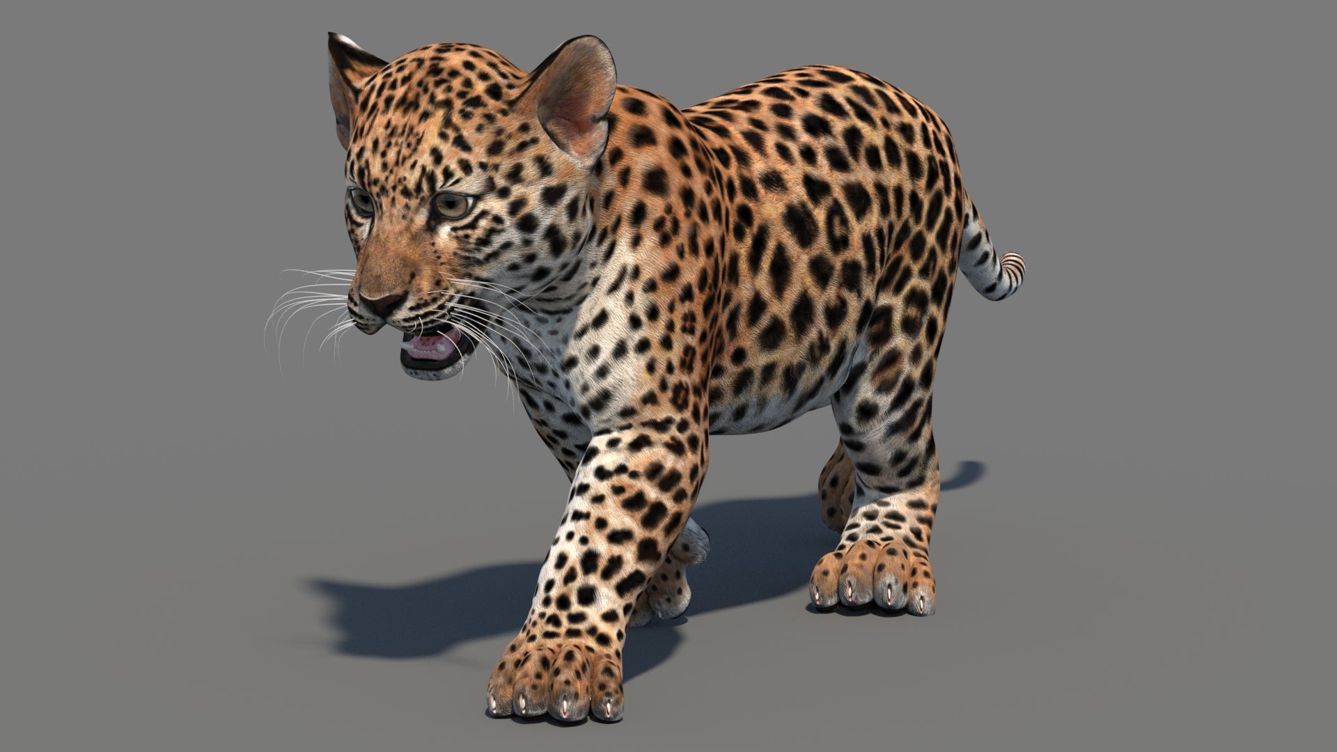 Animated Leopard Cub 3D Model - 360 Degree View