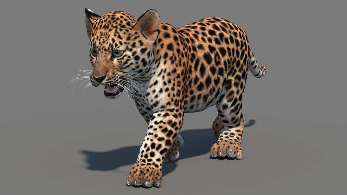 Animated Leopard Cub 3D Model - 360 Degree View