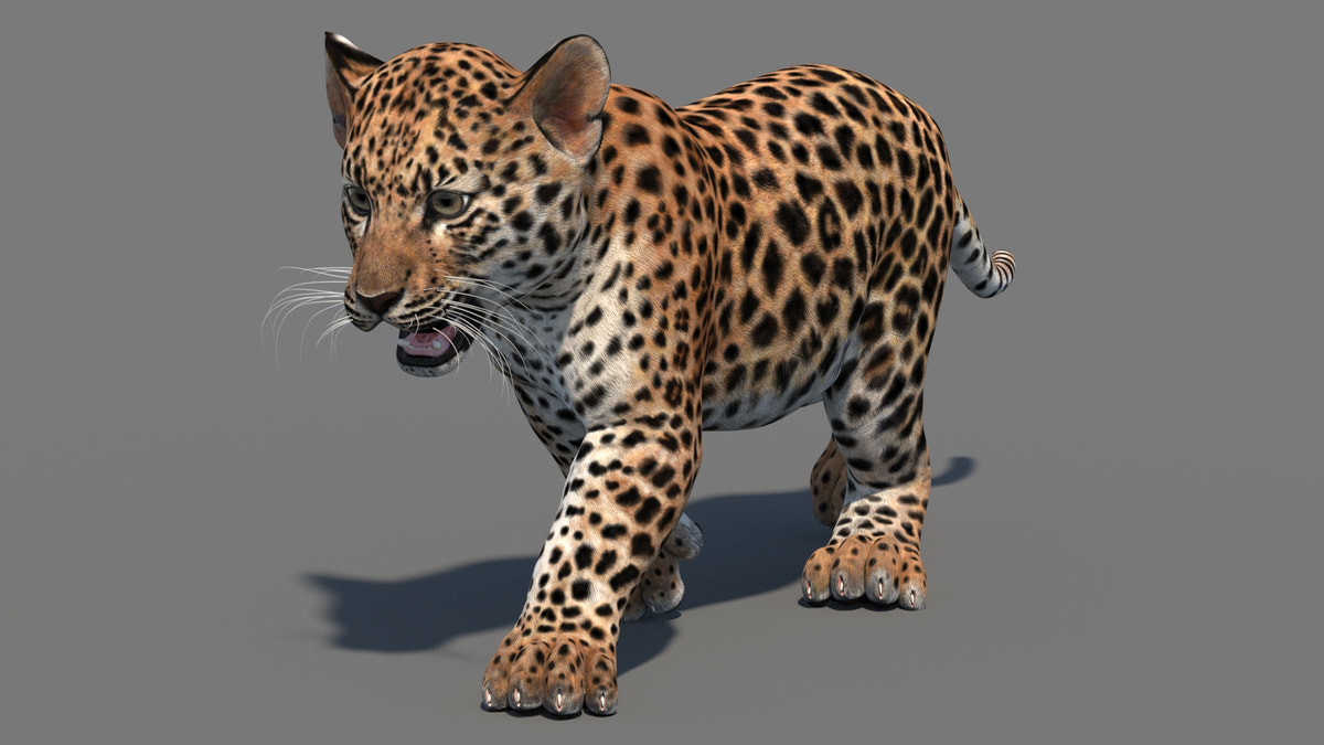 Animated Leopard Cub 3D Model - 360 Degree View