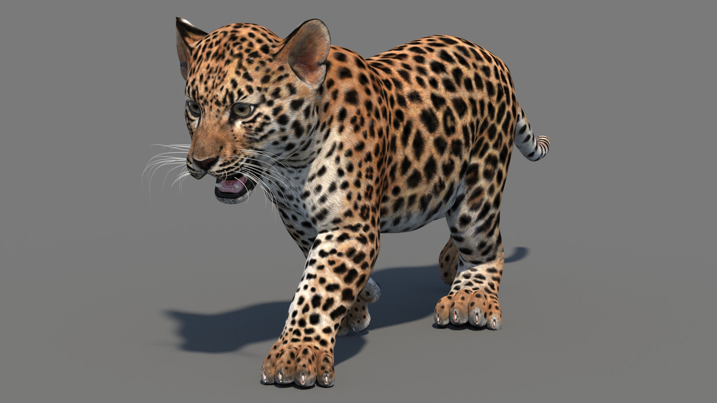 Animated Leopard Cub 3D Model - 360 Degree View