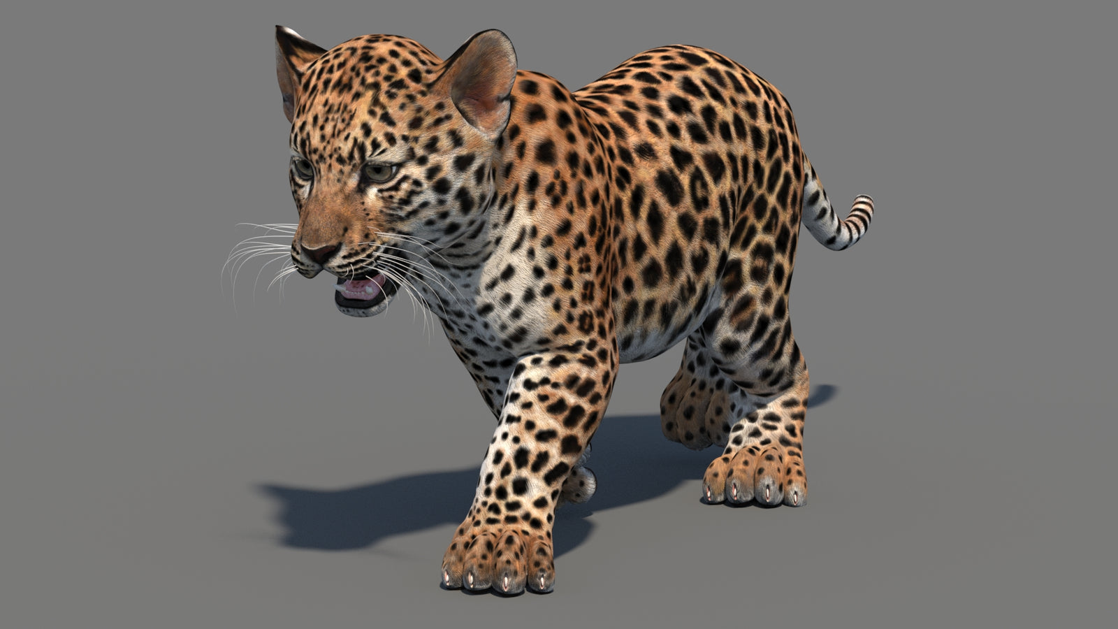 Animated Leopard Cub 3D Model 360° view 3 frame 3