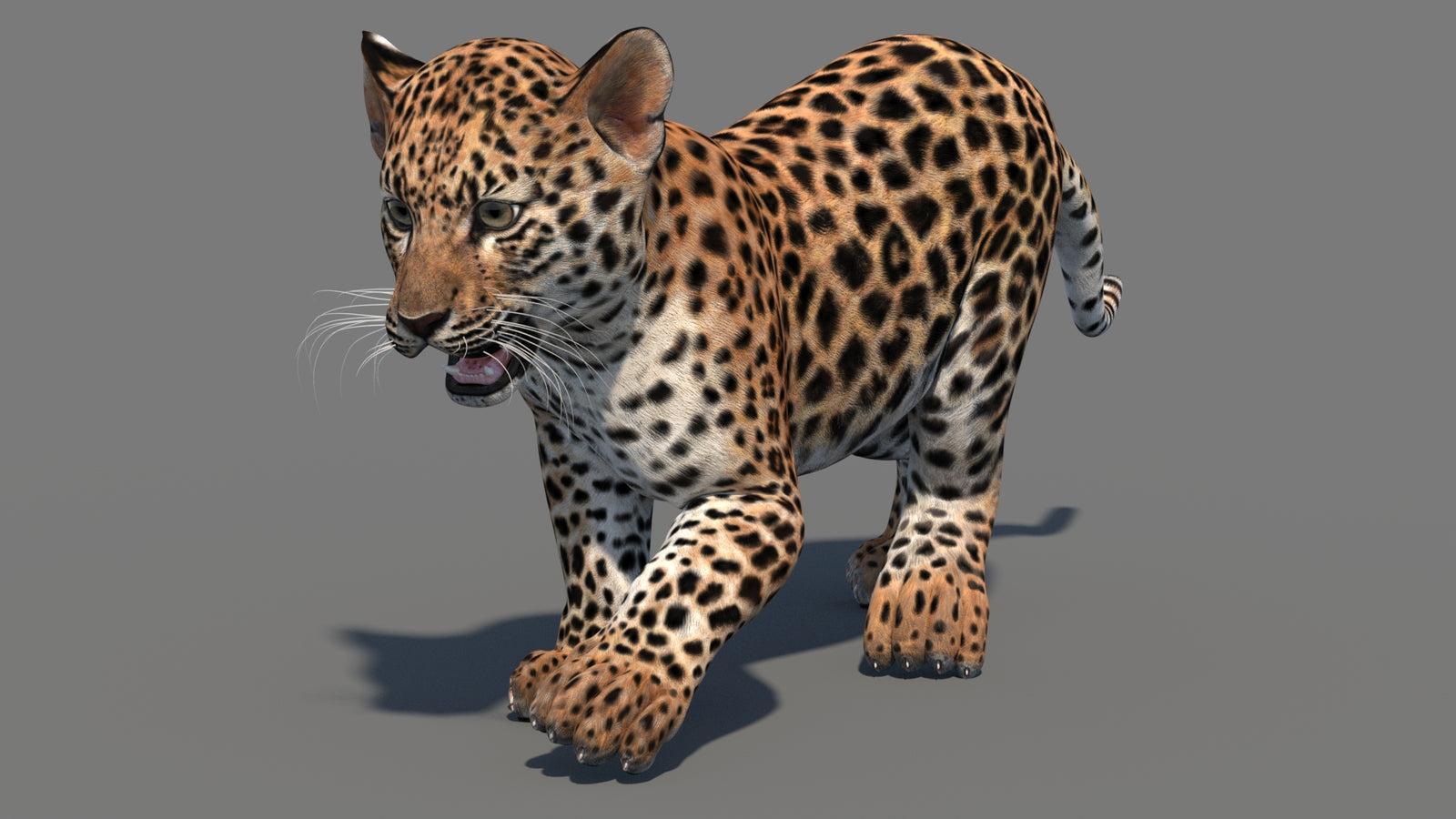 Animated Leopard Cub 3D Model 360° view 3 frame 29