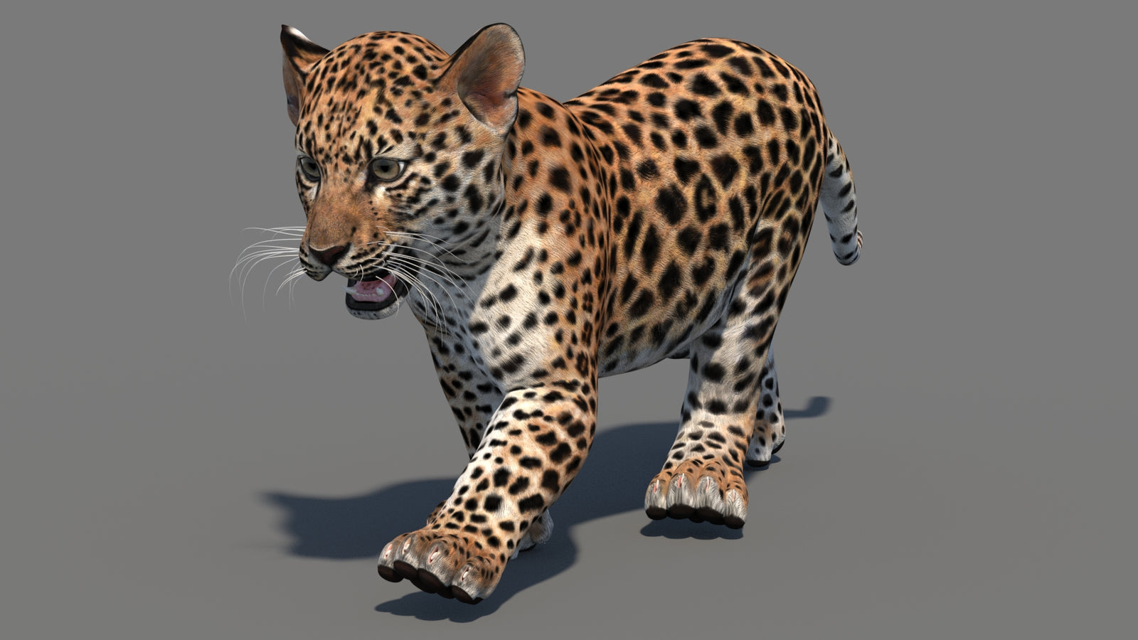 Animated Leopard Cub 3D Model 360° view 3 frame 31