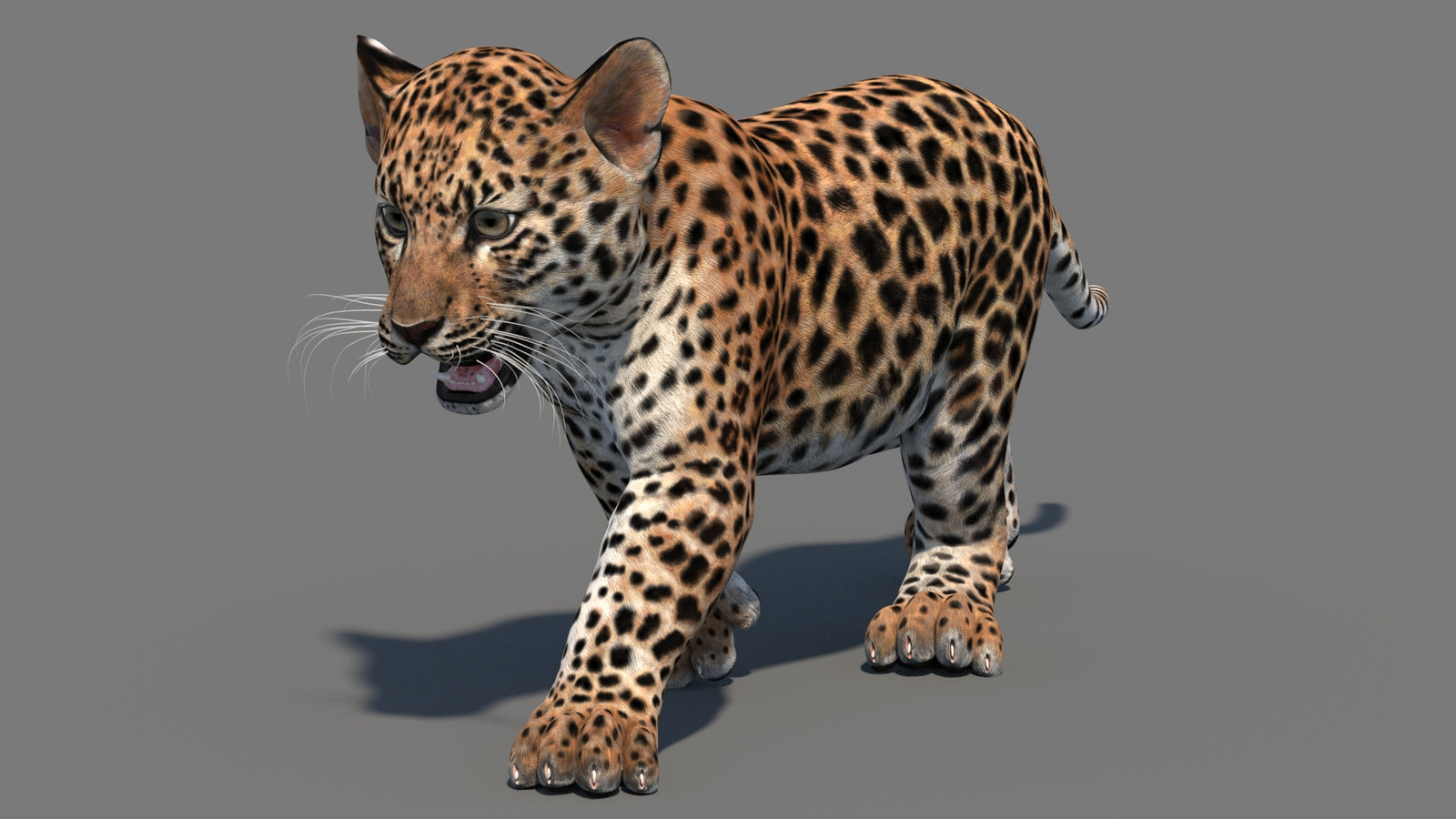 Animated Leopard Cub 3D Model 360° view 3 frame 36