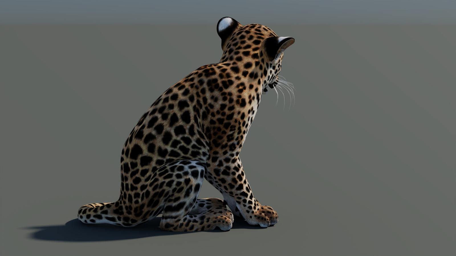 Rigged Leopard Cub 3D Model 360° view 1 frame 14