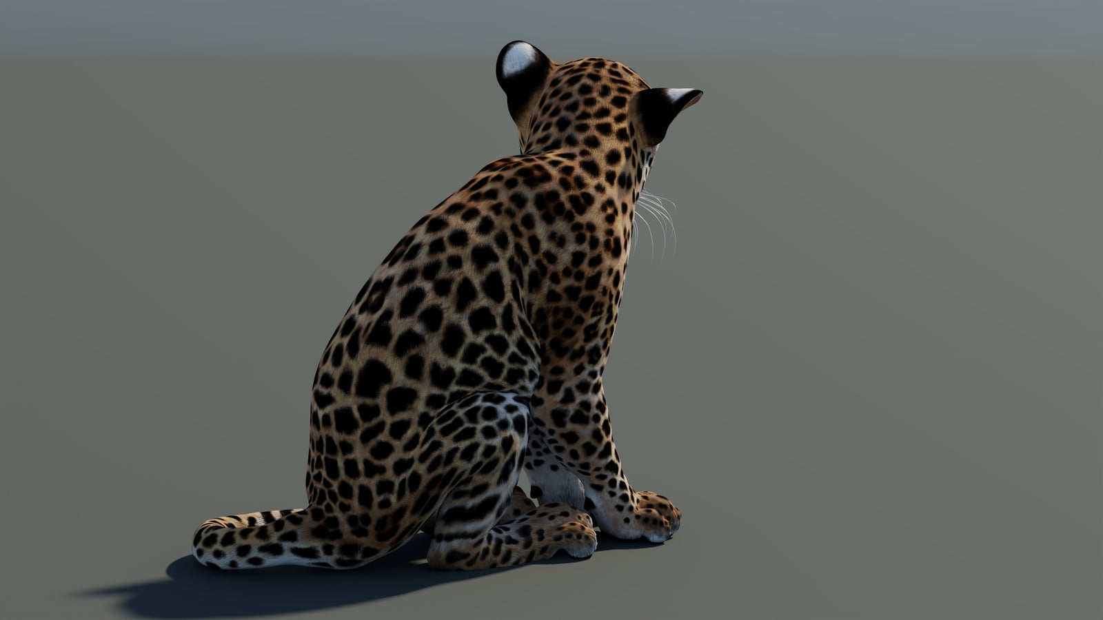 Rigged Leopard Cub 3D Model 360° view 1 frame 16