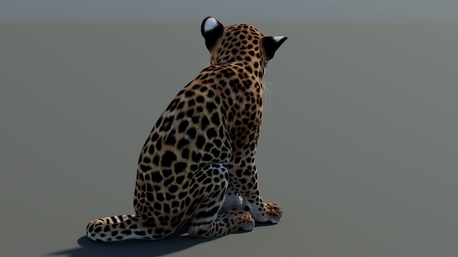 Rigged Leopard Cub 3D Model 360° view 1 frame 17