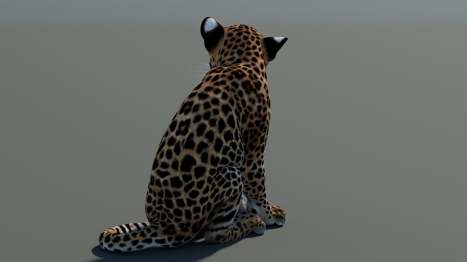Rigged Leopard Cub 3D Model 360° view 1 frame 18