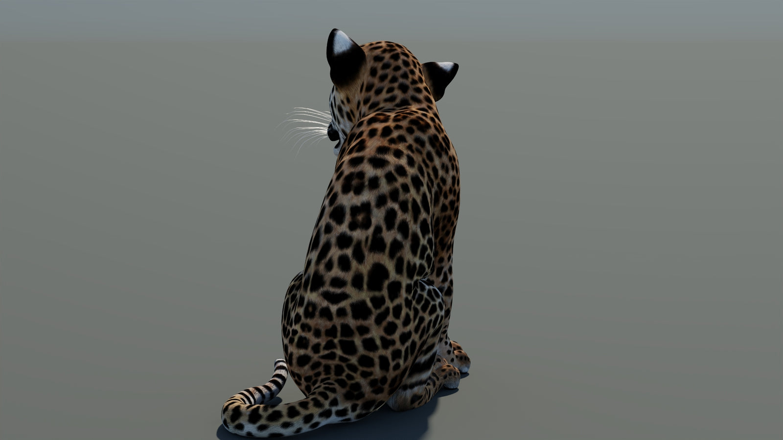 Rigged Leopard Cub 3D Model 360° view 1 frame 20