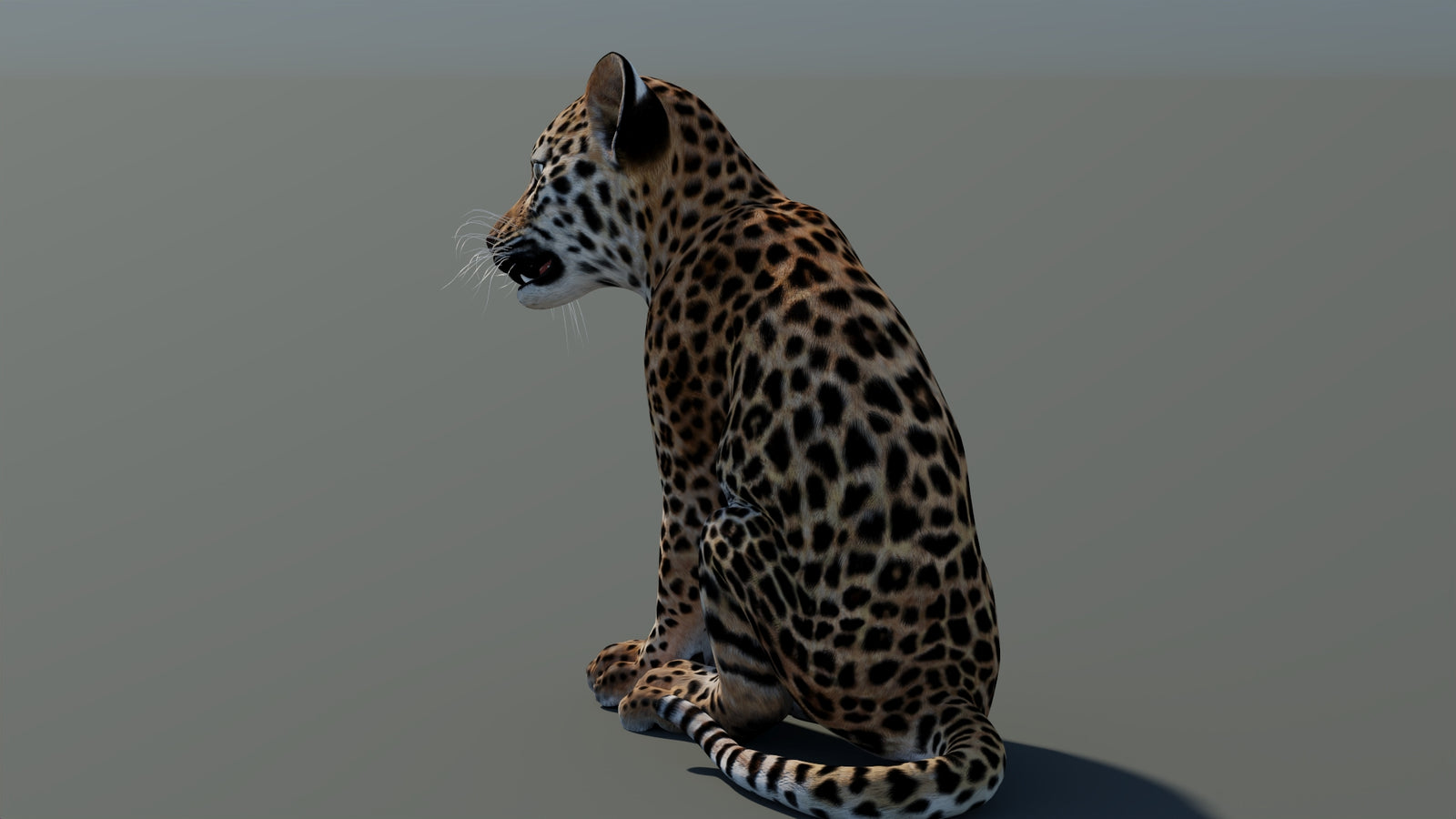 Rigged Leopard Cub 3D Model 360° view 1 frame 25