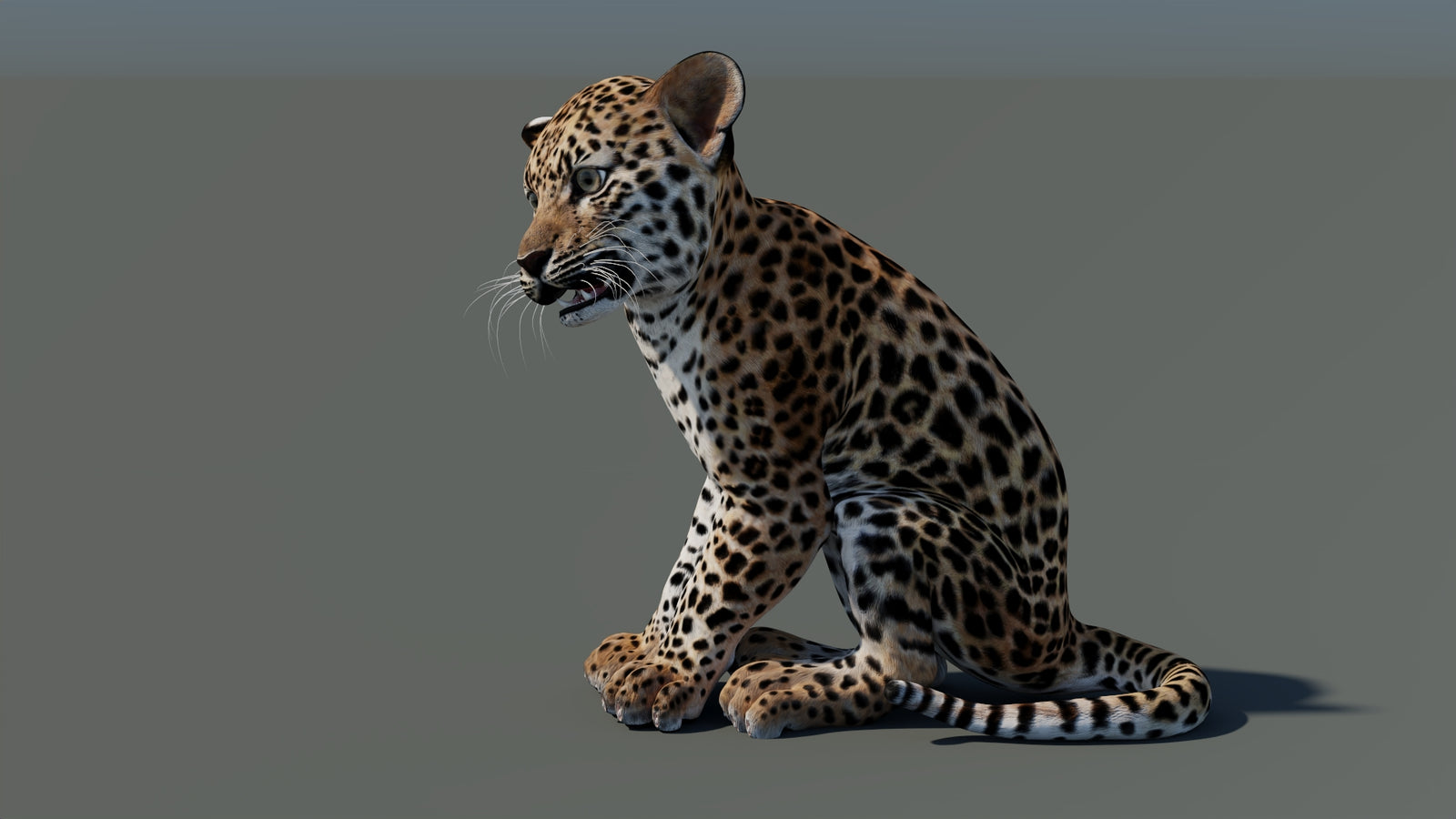 Rigged Leopard Cub 3D Model 360° view 1 frame 31