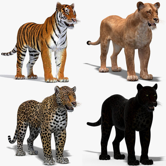 Big Cats 3D Model