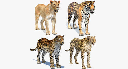 Big Cats 04 3D Model