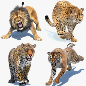Big Cats 3D Models Bundle — Lion, Tiger, Leopard &amp; Cheetah (Rigged &amp; Animated) Thumbnail