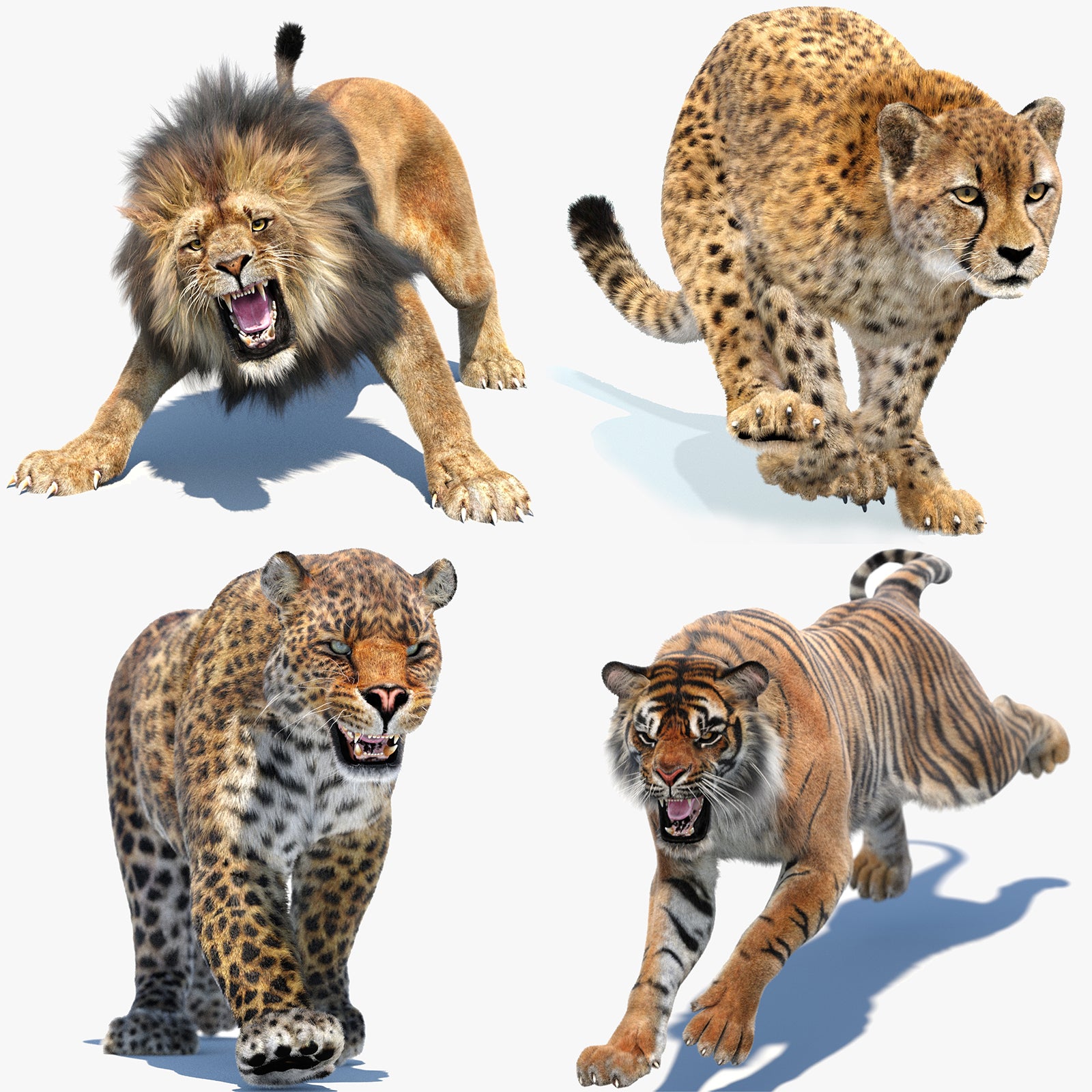 Big Cats 3D Models Bundle — Lion, Tiger, Leopard &amp; Cheetah (Rigged &amp; Animated)