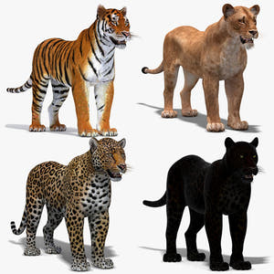 Big Cats 3D Model Thumbnail
