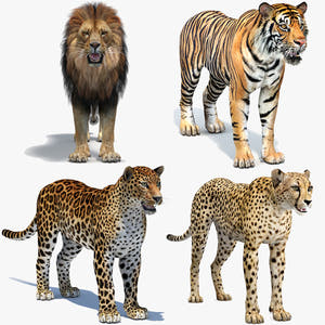 Big Cats 05 3D Model Thumbnail