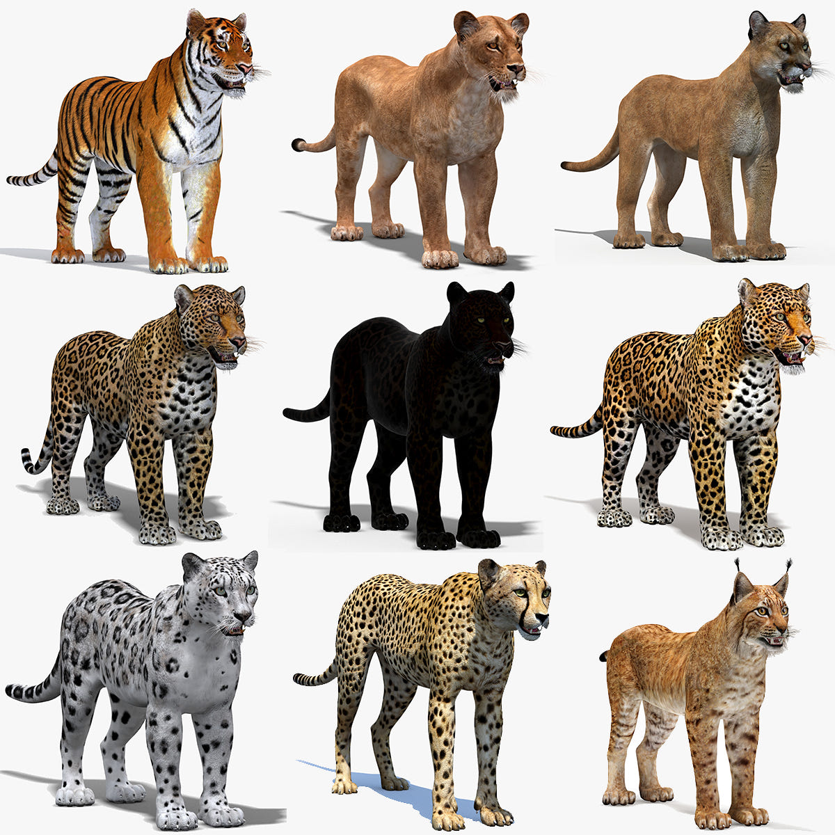 Big Cats 03 3d Models