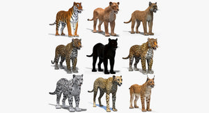 3d models of tiger, lioness, cougar, leopard, panther, jaguar, snow leopard, cheetah and lynx for download Thumbnail