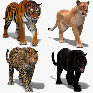 Animated Big Cats 3D Model Thumbnail