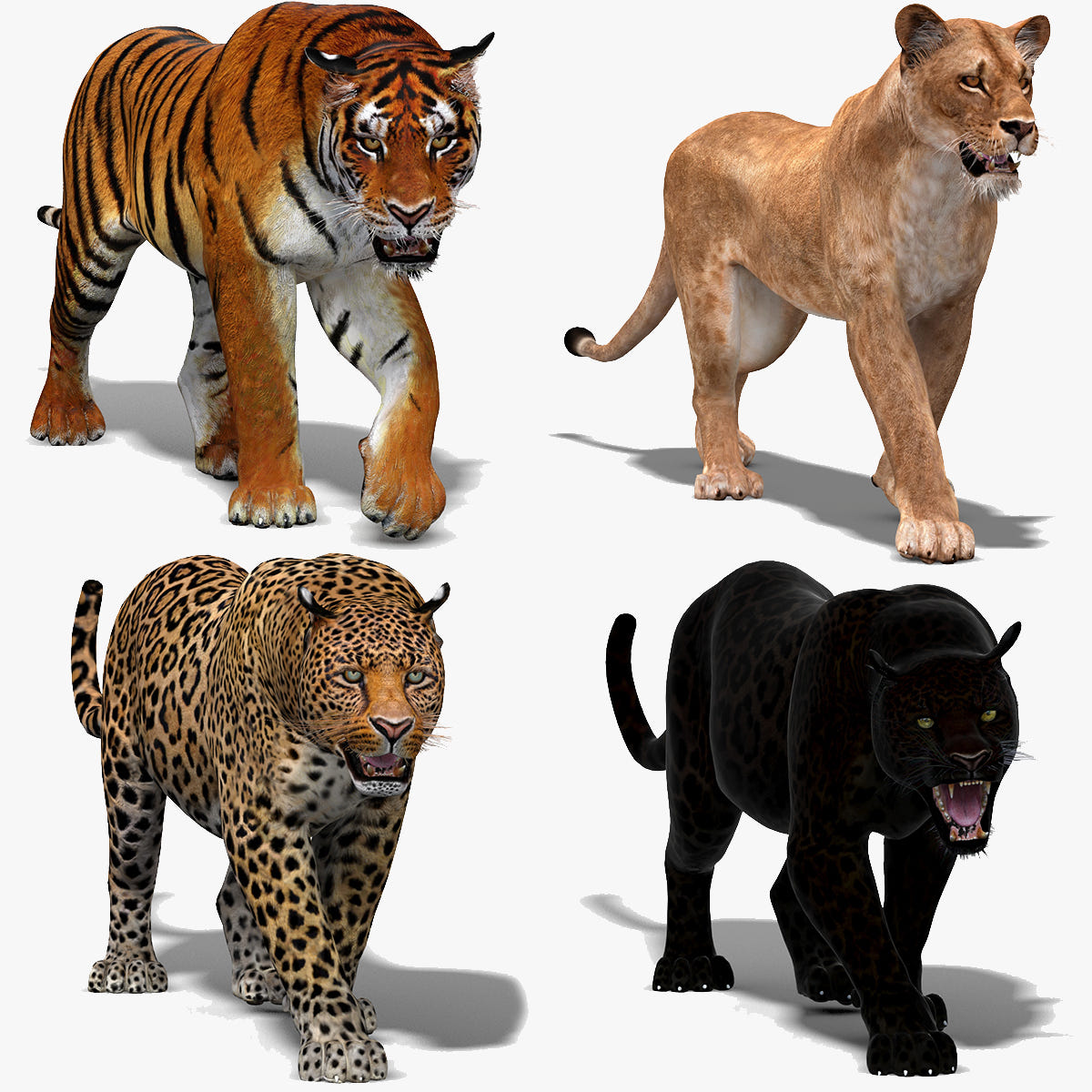 Animated Big Cats 3D Model