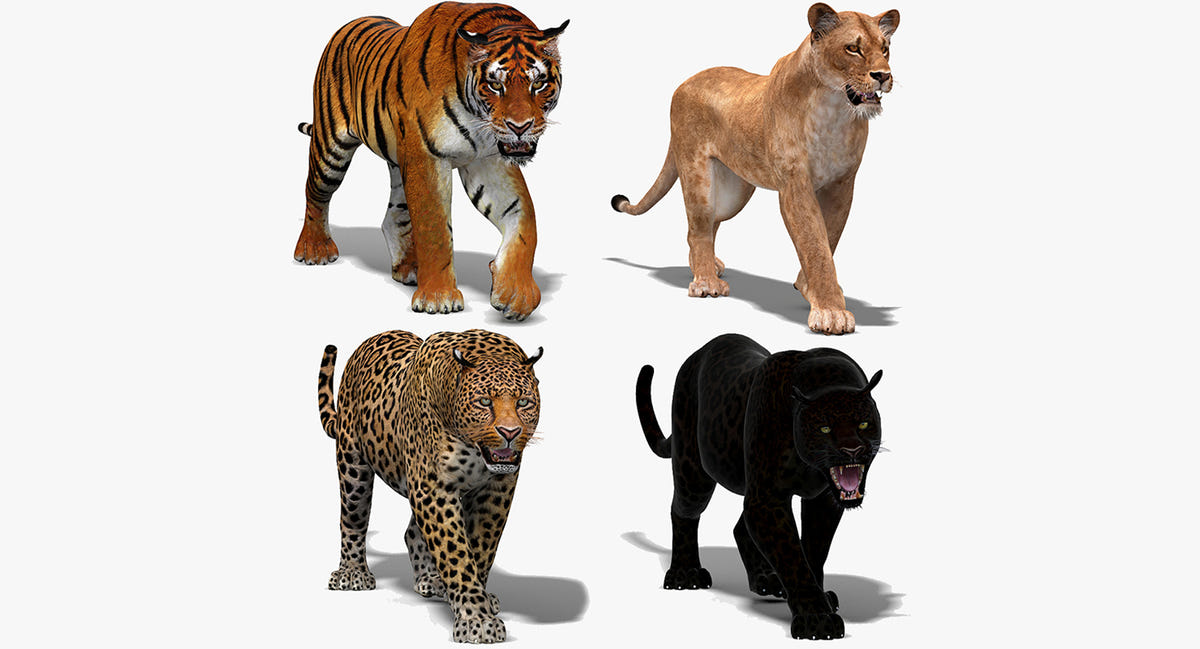 Animated Big Cats 3D Model