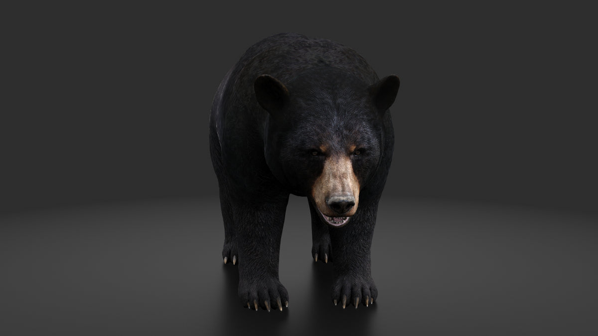 Rigged Black Bear 3D Model - Game-Ready - 360 Degree View