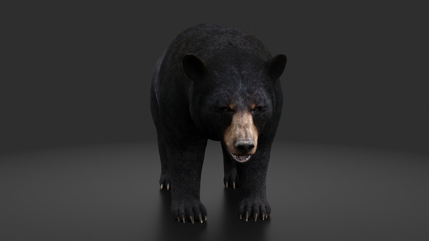 Rigged Black Bear 3D Model - 360 Degree View