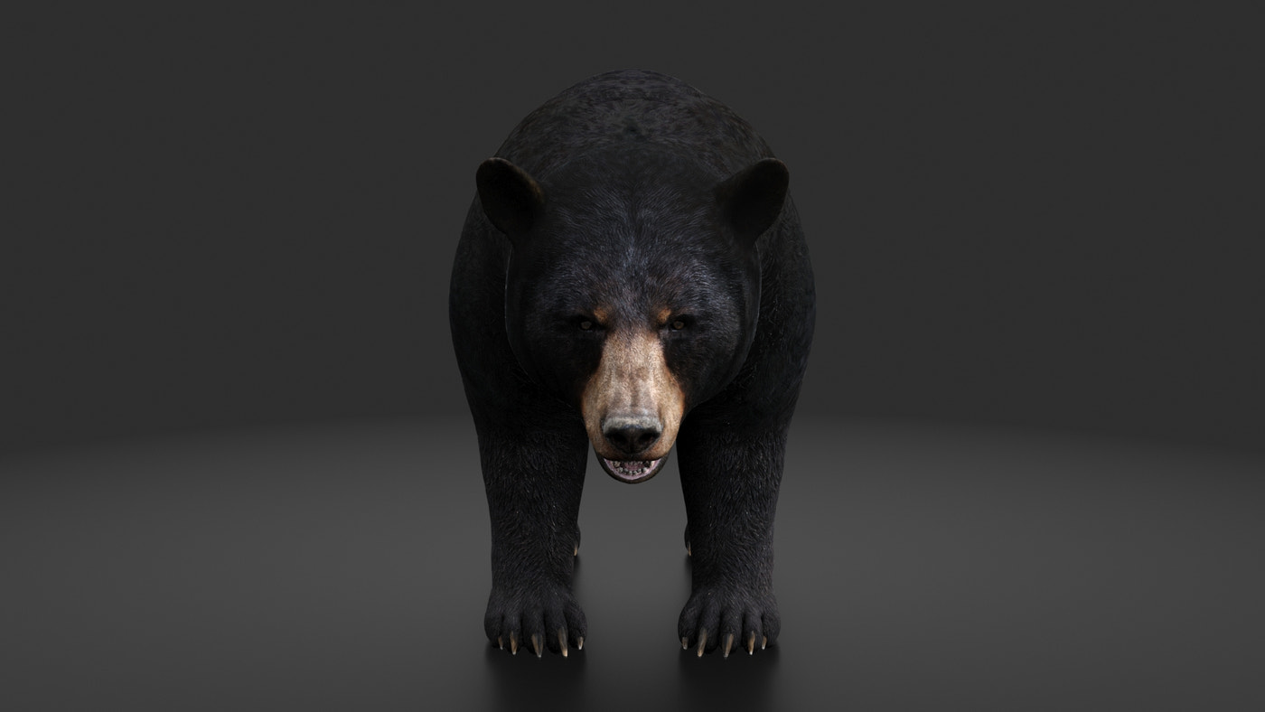 Rigged Black Bear 3D Model - 360 Degree View