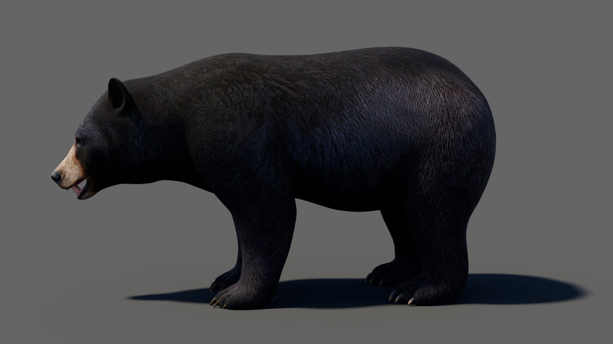 Animated Bear Family 3D Bundle — Black Bear and Sloth Bear - 360 Degree View