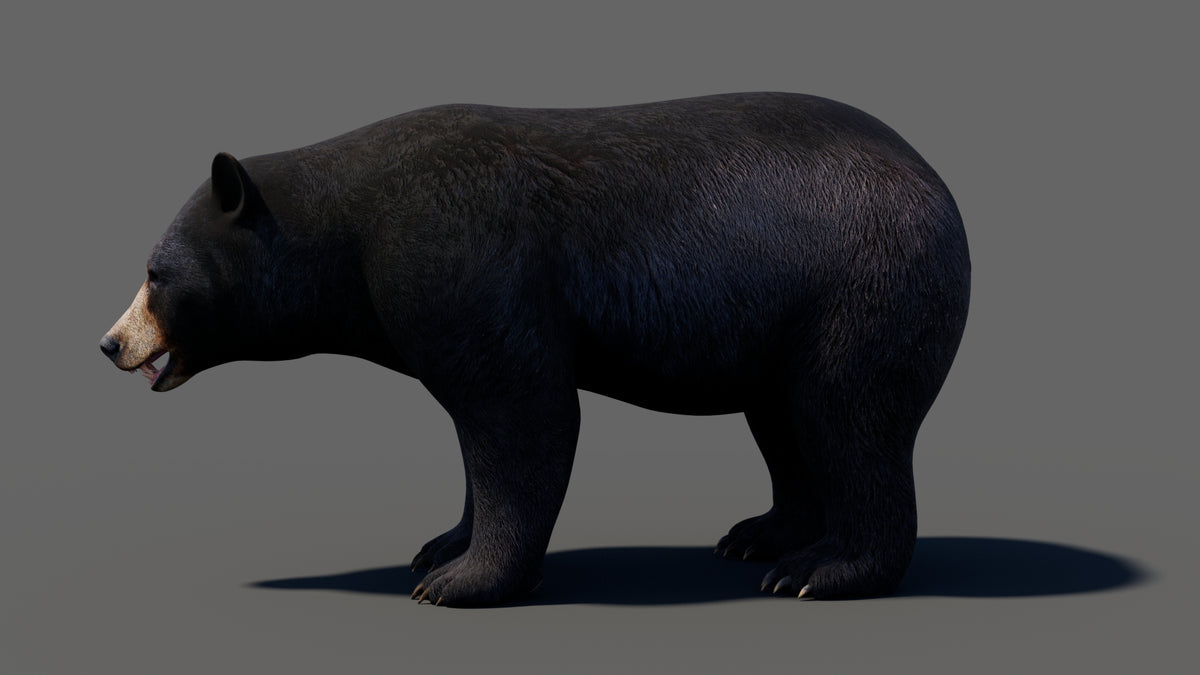 Animated Bear Family 3D Bundle — Black Bear and Sloth Bear - 360 Degree View