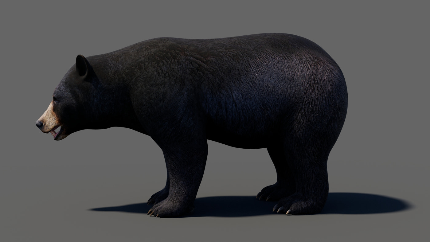 Animated Bear Family 3D Bundle — Black Bear and Sloth Bear - 360 Degree View