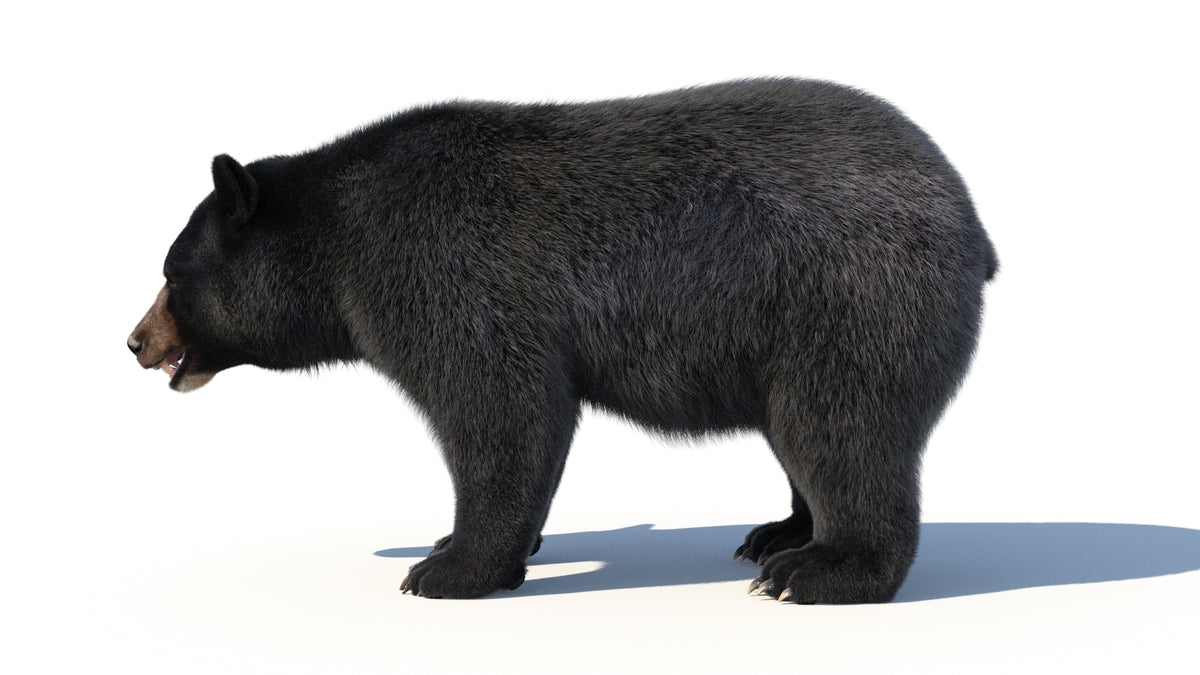 Black Bear 3D Model - Hair And Fur - 360 Degree View