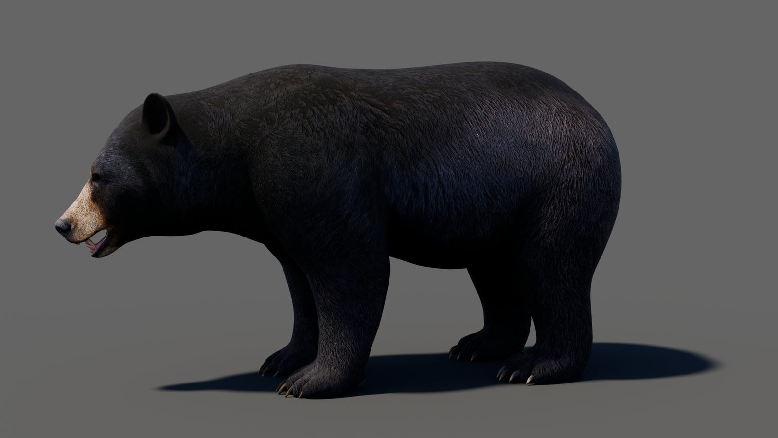 Animated Black Bear 3D Model 360° view 1 frame 2