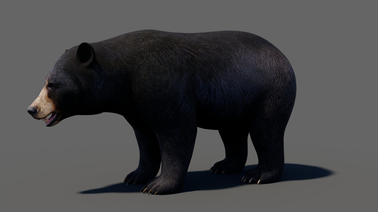 Animated Black Bear 3D Model 360° view 1 frame 3