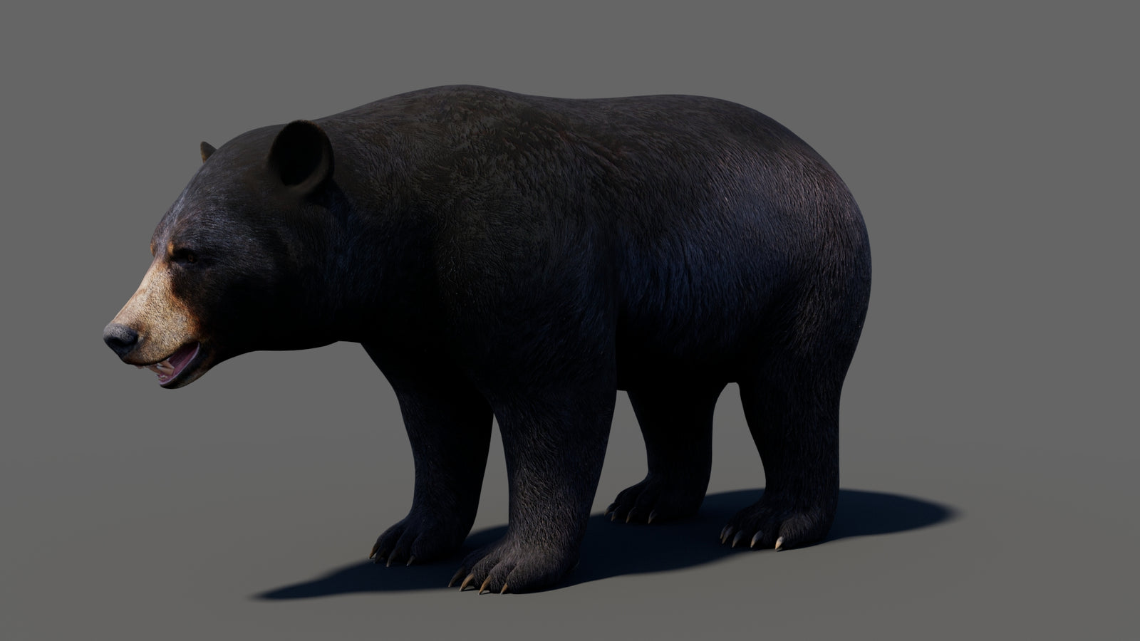 Animated Black Bear 3D Model 360° view 1 frame 4