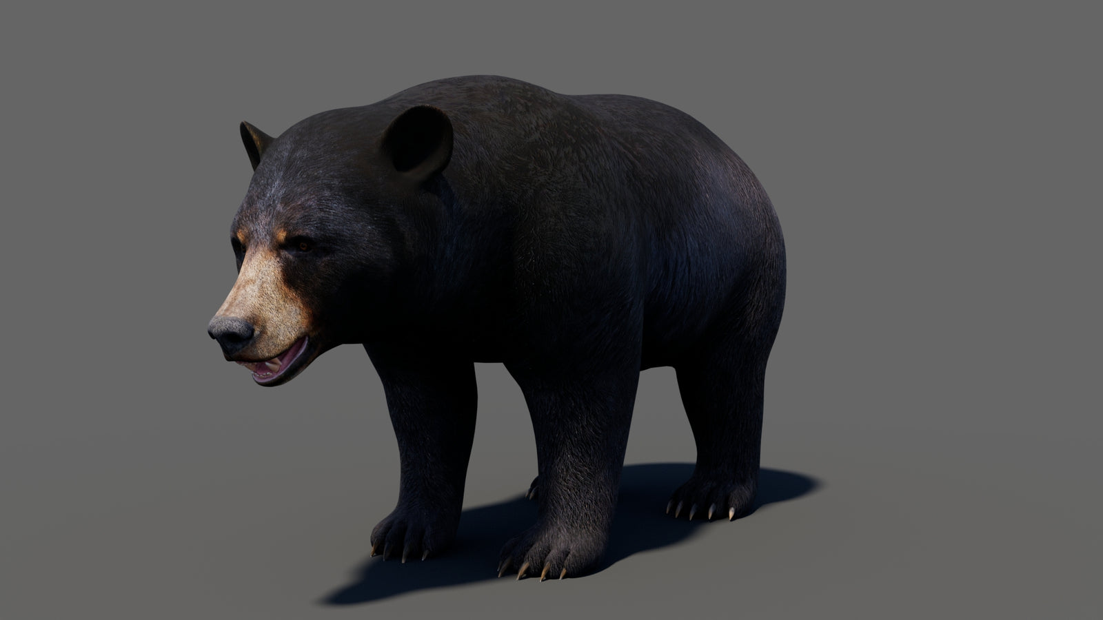 Animated Black Bear 3D Model 360° view 1 frame 6
