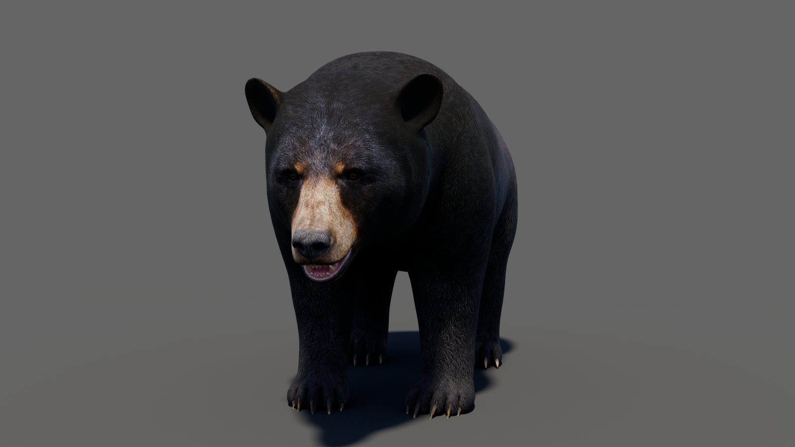 Animated Black Bear 3D Model 360° view 1 frame 8