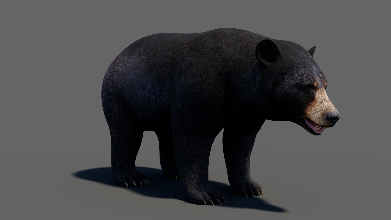 Animated Black Bear 3D Model 360° view 1 frame 13