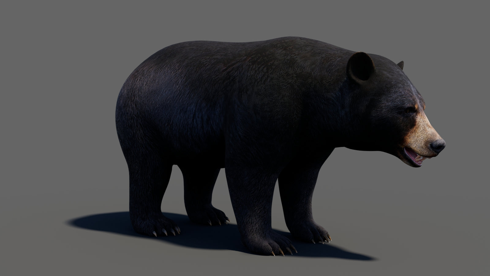 Animated Black Bear 3D Model 360° view 1 frame 14