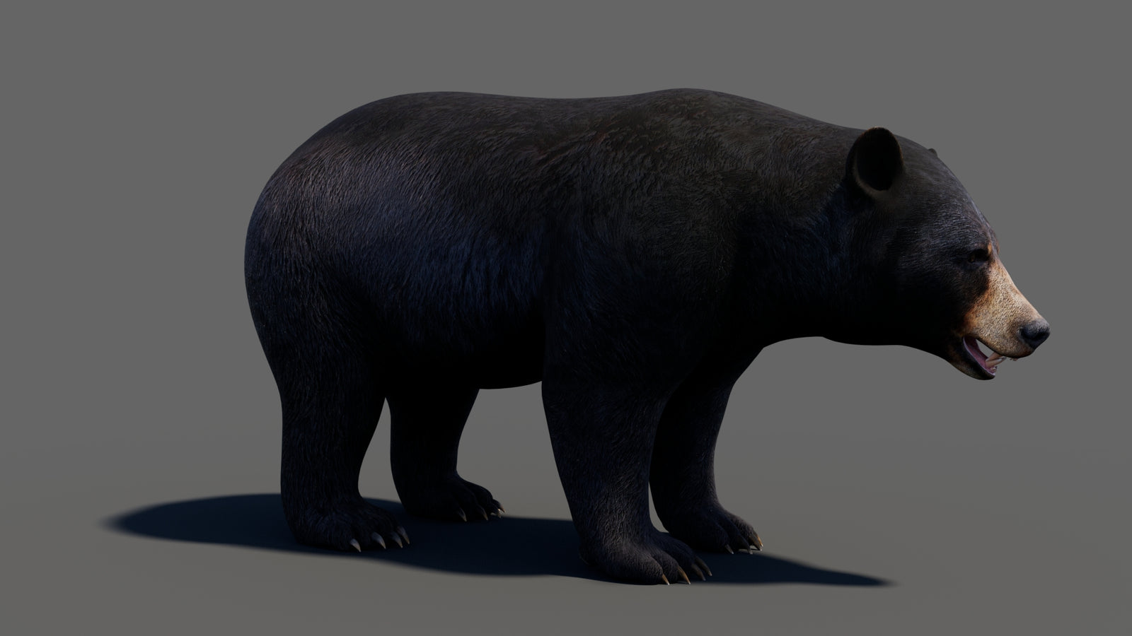 Animated Black Bear 3D Model 360° view 1 frame 15