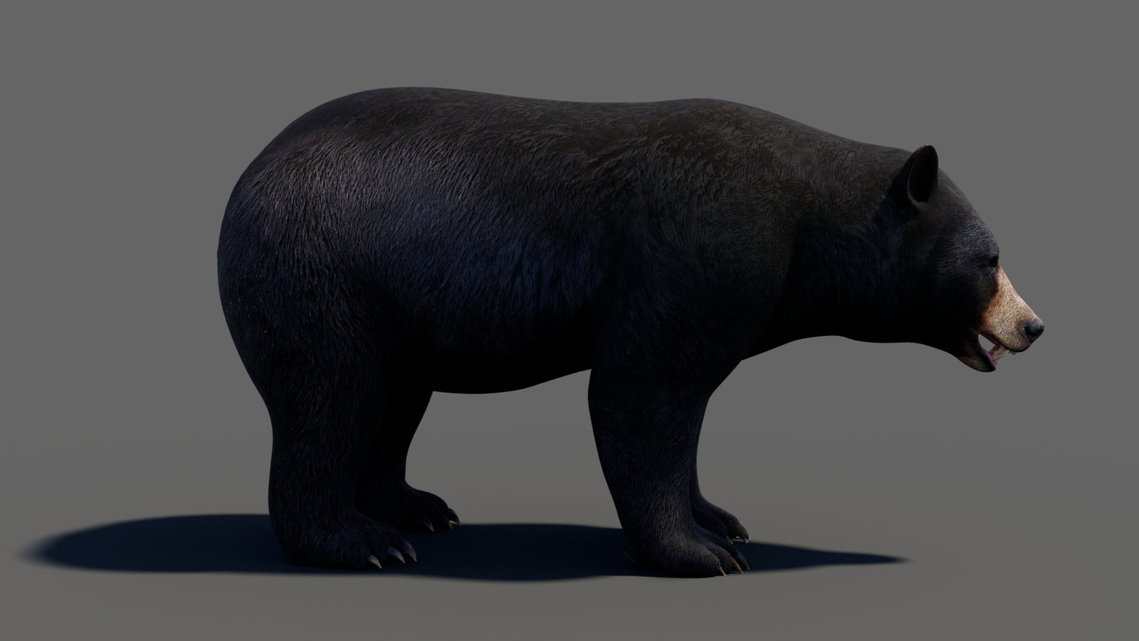 Animated Black Bear 3D Model 360° view 1 frame 17