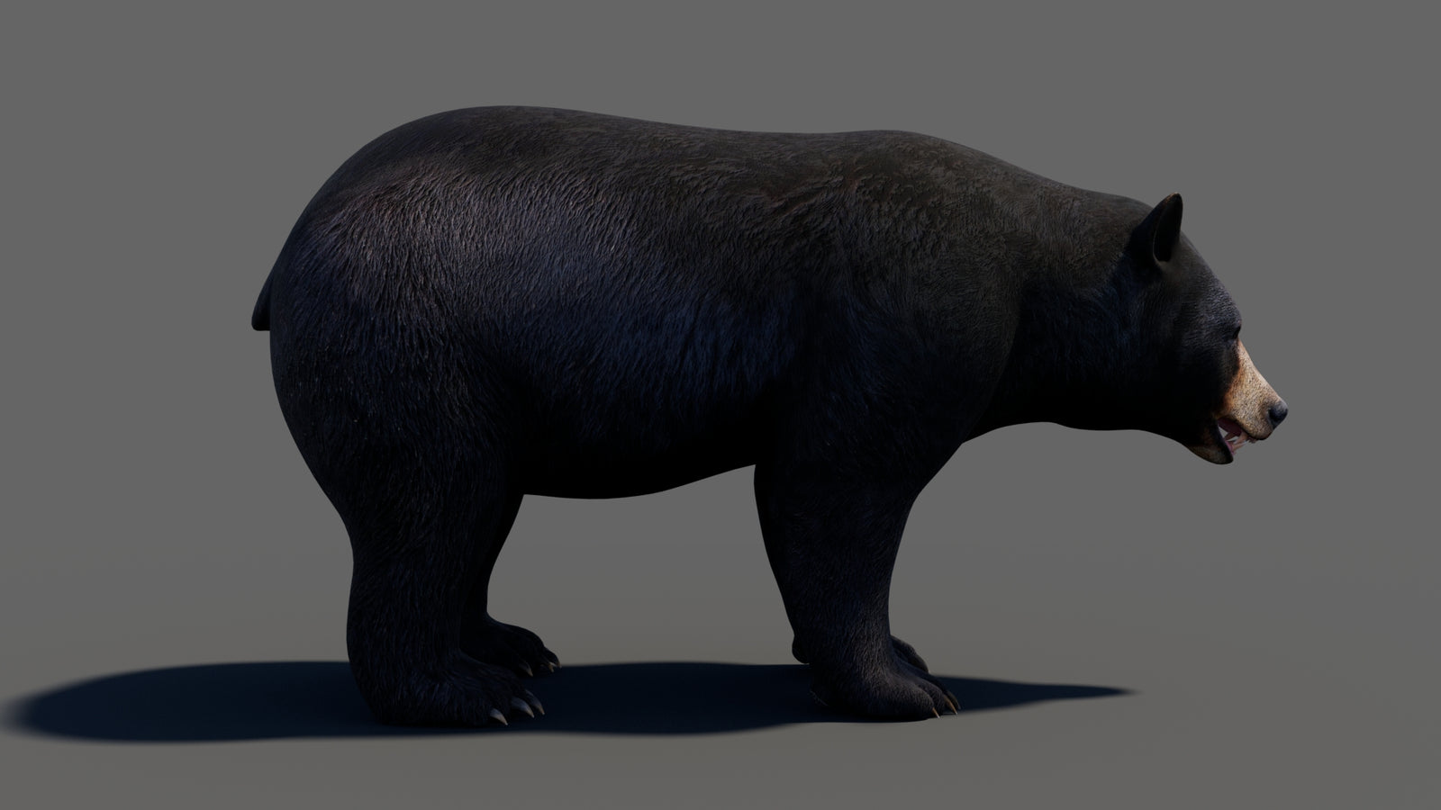 Animated Black Bear 3D Model 360° view 1 frame 18