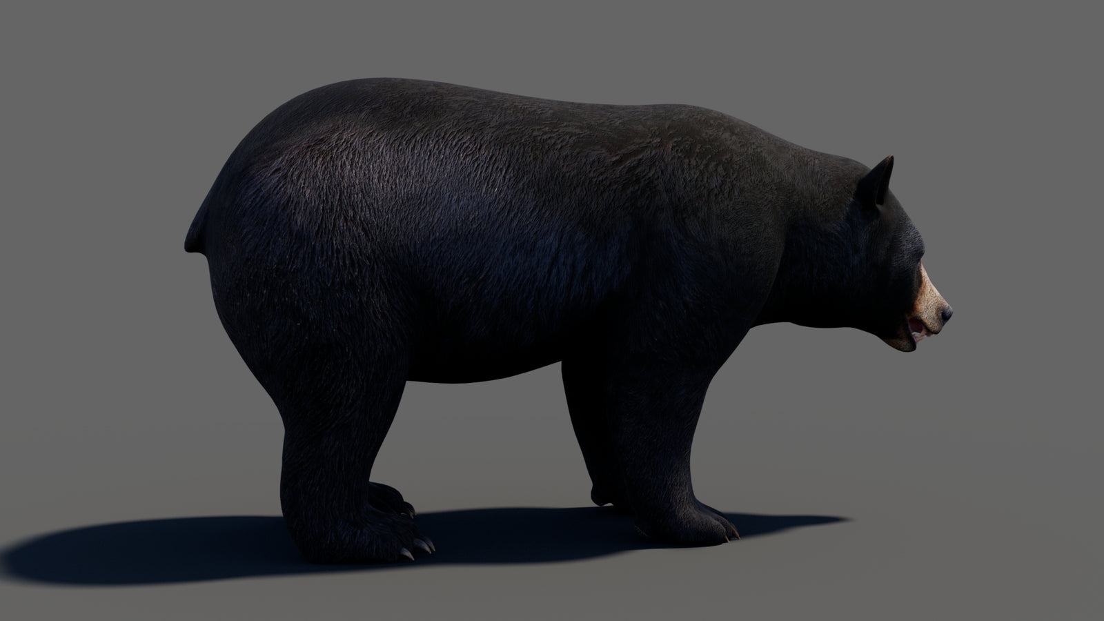 Animated Black Bear 3D Model 360° view 1 frame 19
