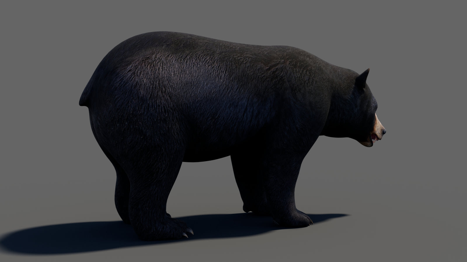 Animated Black Bear 3D Model 360° view 1 frame 20