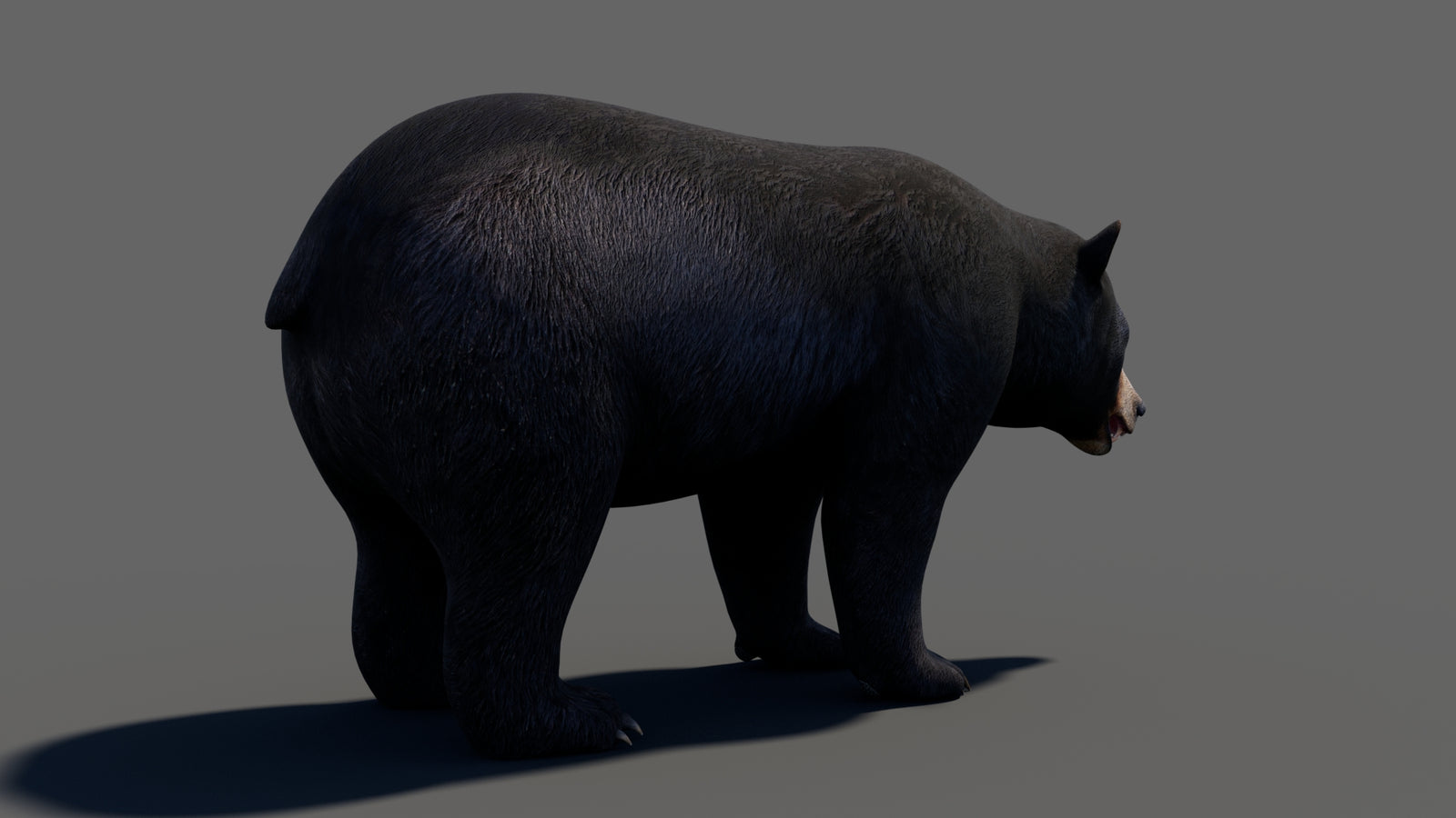 Animated Black Bear 3D Model 360° view 1 frame 21