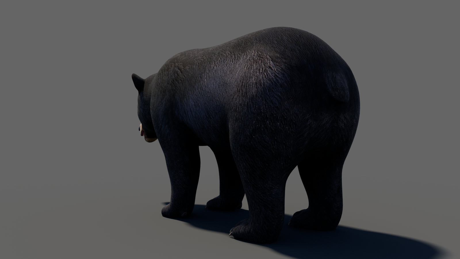 Animated Black Bear 3D Model 360° view 1 frame 31