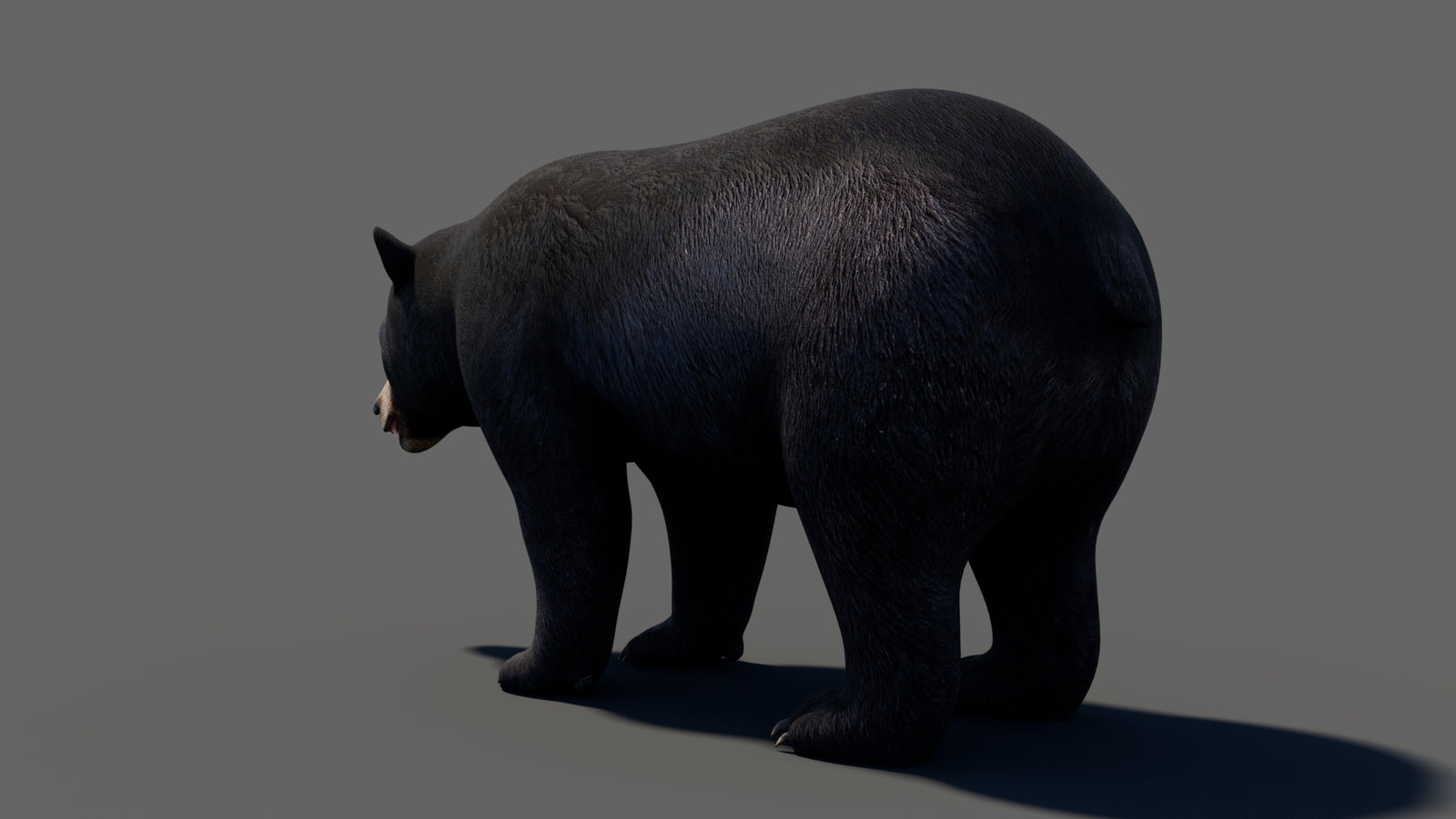 Animated Black Bear 3D Model 360° view 1 frame 32