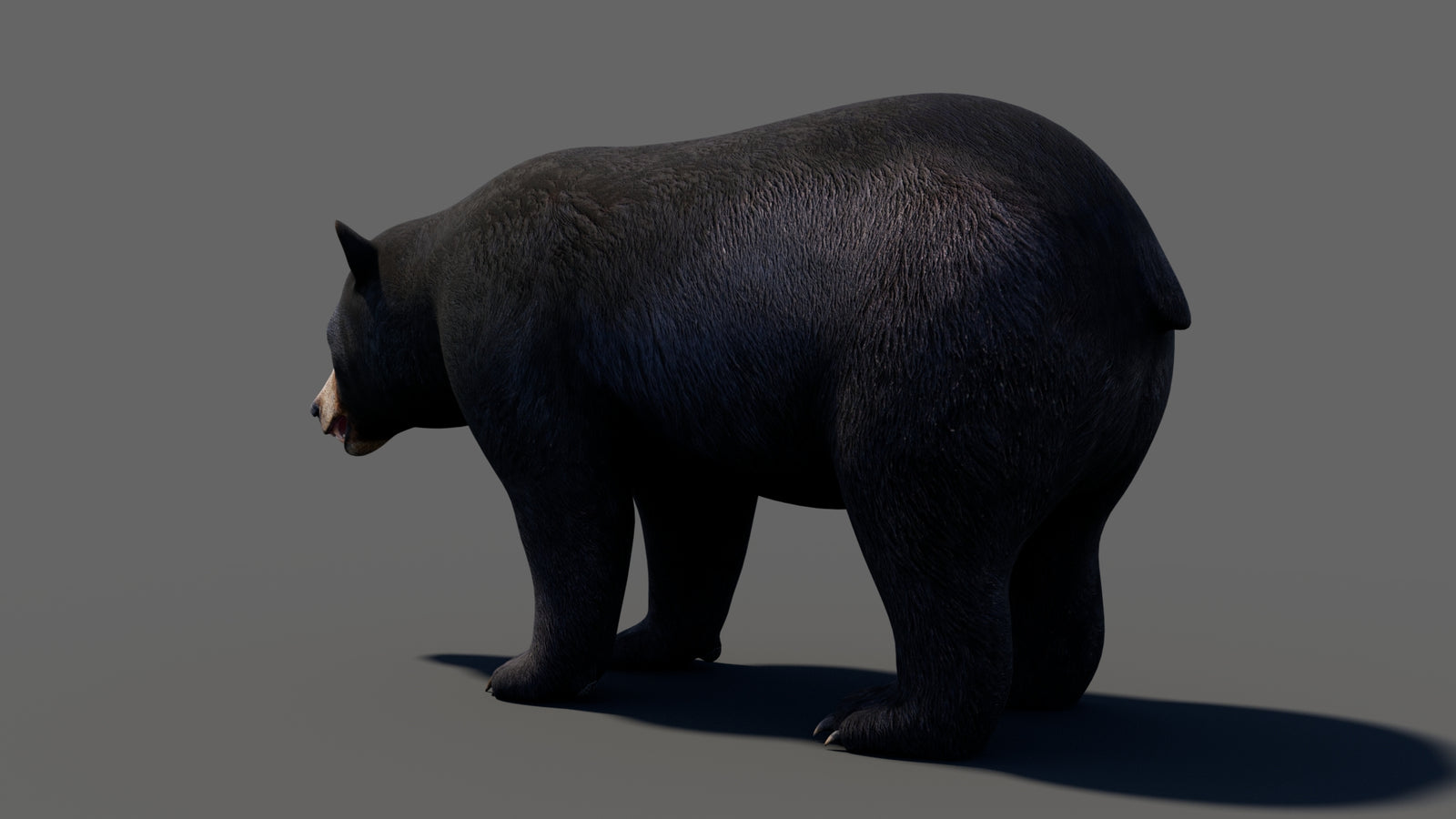 Animated Black Bear 3D Model 360° view 1 frame 33